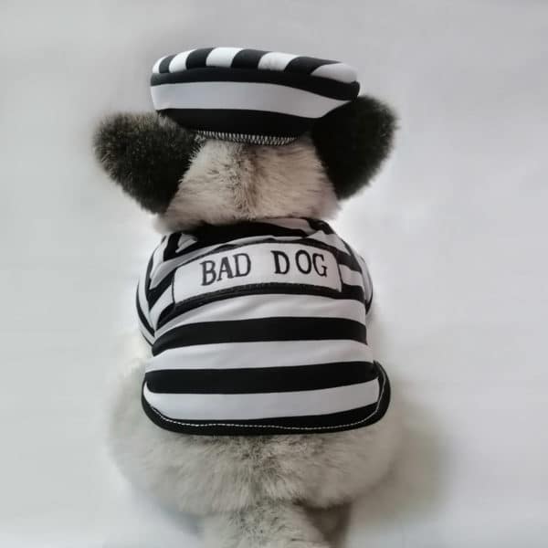 Disfraz perrito preso - Imagen 12
